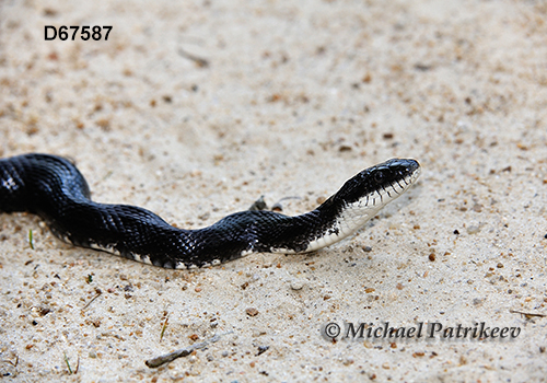Black Rat Snake (Elaphe obsoleta)